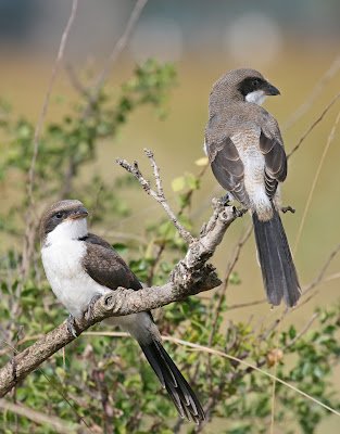 Cendet - Long-tailed Fiscal (Lanius cabanisi) Tanzania